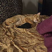 Charlie is registered to the contest to win money with this photo: cat, sleeping, bed, blanket, paisley_pattern, orange_tabby, pillow, leopard_print, purple_cushion, indoor, cozy, resting, fur, pet, domestic_cat, feline, relaxing, animal, mammal, home