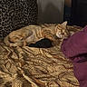 animal, bed, blanket, cat, cozy, domestic_cat, feline, fur, home, indoor, leopard_print, mammal, orange_tabby, paisley_pattern, pet, pillow, purple_cushion, relaxing, resting, sleeping