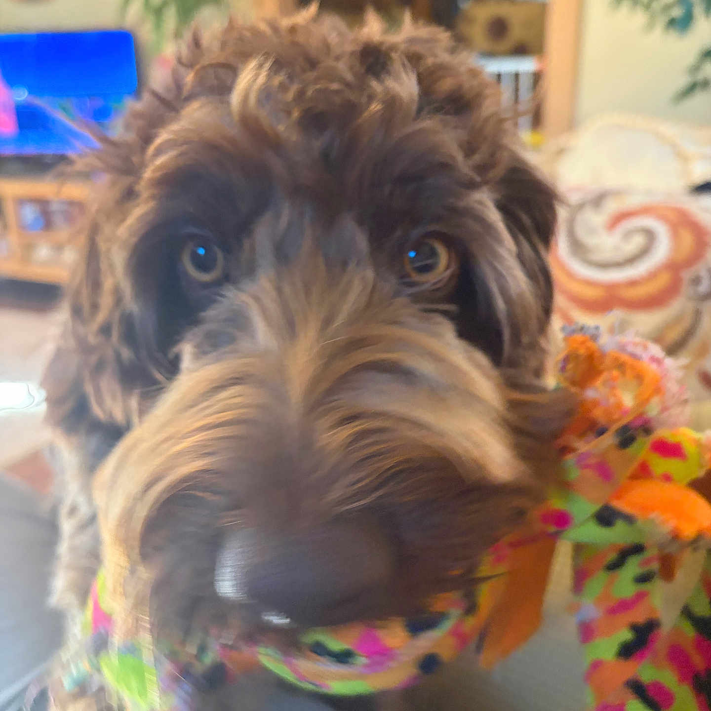 Dude joined the competition — help win amazing prizes! dog, puppy, shaggy, brown_fur, fluffy, close_up, portrait, nose, eyes, happy, smiling, colorful_toy, chew_toy, indoor, living_room, home, furniture, television, blanket, playful