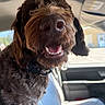Dude joined the competition — help win amazing prizes! dog, brown_dog, shaggy_fur, curly_fur, pet, animal, canine, nose, open_mouth, teeth, happy, smiling, close_up, portrait, car, vehicle, interior, seat, dashboard, outdoor_view