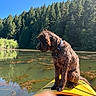 Dude joined the competition — help win amazing prizes! dog, brown_dog, curly_fur, shaggy_fur, collar, sitting, kayak, yellow_kayak, lake, water, forest, evergreen_trees, shoreline, outdoors, nature, blue_sky, sunlight, reflection, algae, adventure