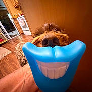 Dude is registered to the contest to win money with this photo: dog, pet, canine, shaggy_fur, brown_fur, nose, snout, toy, blue_toy, teeth, funny, playful, close_up, indoor, kitchen, wood_floor, warm_lighting, portrait, animal, humorous