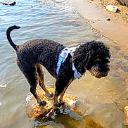 Lily is registered to the contest to win money with this photo: dog, curly_fur, water, rock, shallow_water, outdoor, lake, harness, animal, pet, shore, sand, nature, canine, standing, daylight, reflection, wet, side_view, curious