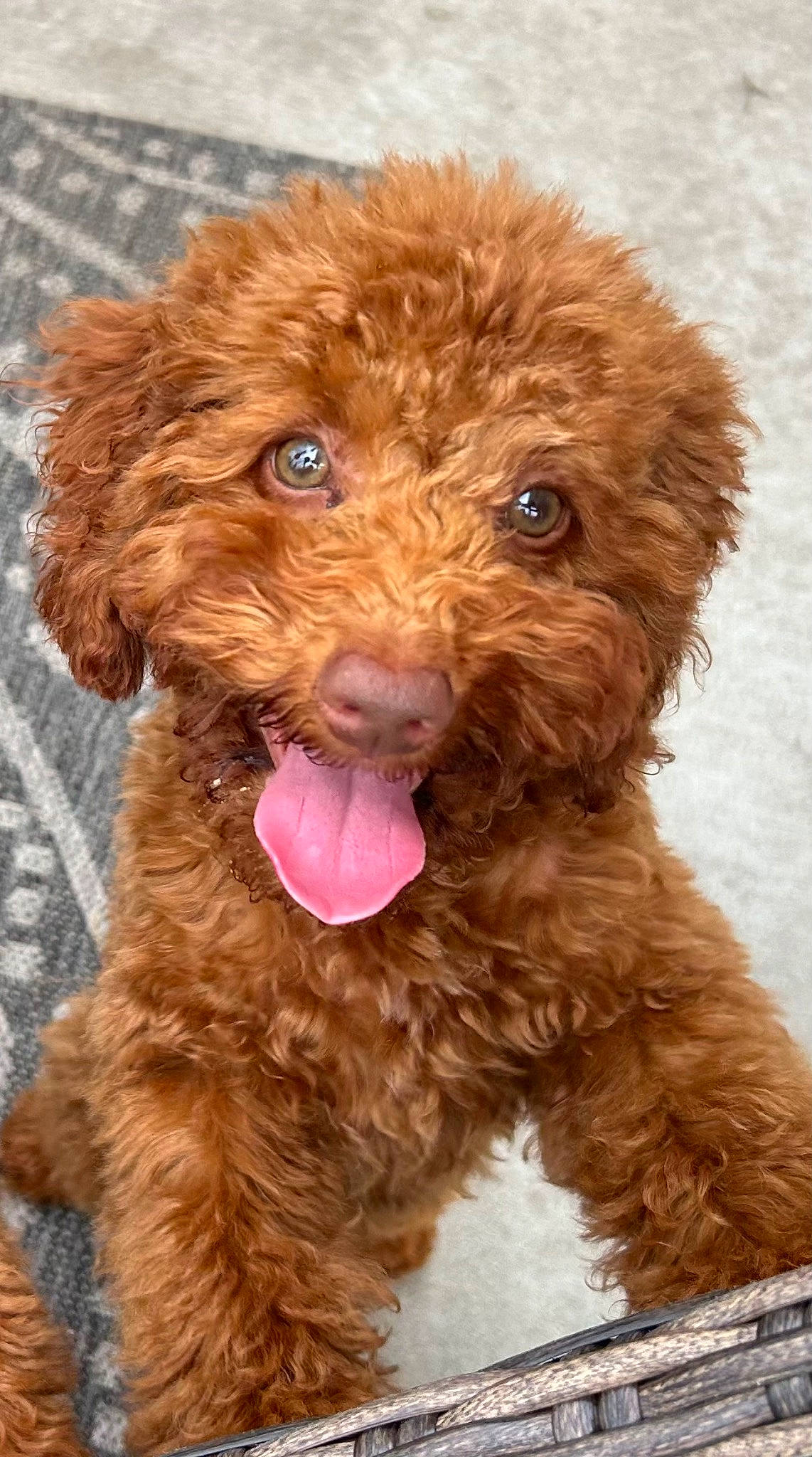 Faith is registered to the contest to win money with this photo: brown, canidae, carnivore, companion_dog, dog, dog_breed, dog_collar, fur, labradoodle, liver, maltepoo, poodle, poodle_crossbreed, snout, sporting_group, terrier, toy_dog, water_dog, working_animal, yorkipoo