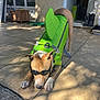 animal, backyard, boots, costume, dog, door, ears, funny, goggles, green, outdoor, paws, pet, playful, relaxing, shadows, shark, snout, sunlight, tile_floor