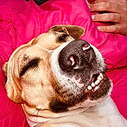 Scooby participe au concours pour gagner de l'argent avec cette photo : dog, close_up, smiling, teeth, nose, pink_blanket, relaxed, sleepy, human_hand, indoor, pet, fur, animal, resting, comfort, cozy, portrait, cute, face, expression