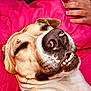 dog, close_up, smiling, teeth, nose, pink_blanket, relaxed, sleepy, human_hand, indoor, pet, fur, animal, resting, comfort, cozy, portrait, cute, face, expression