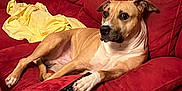 Scooby participe au concours pour gagner de l'argent avec cette photo : dog, couch, red_couch, remote_control, living_room, yellow_cloth, pet, relaxed, paw, fur, indoor, furniture, comfort, canine, resting, seat, domestic, animal, household, casual