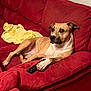 dog, couch, red_couch, remote_control, living_room, yellow_cloth, pet, relaxed, paw, fur, indoor, furniture, comfort, canine, resting, seat, domestic, animal, household, casual
