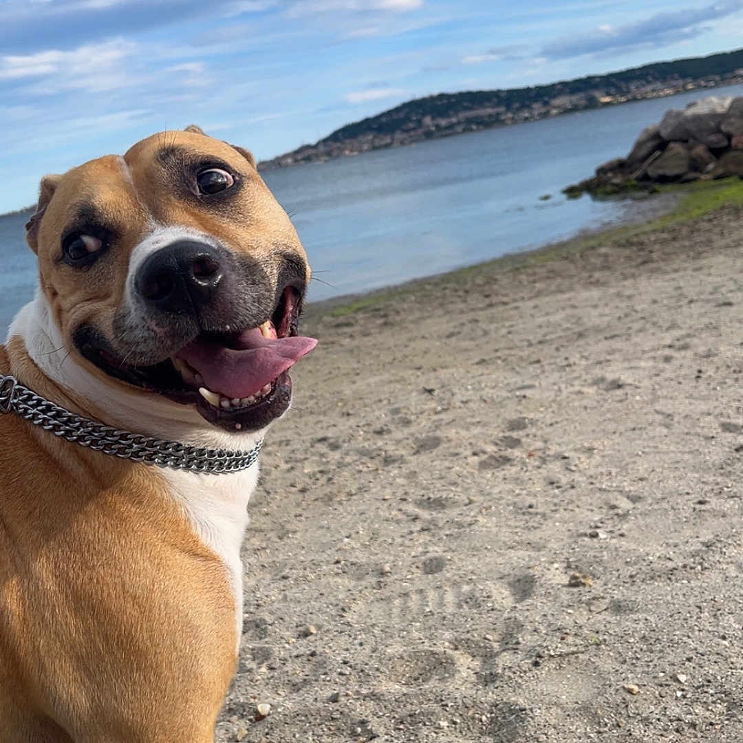 Scooby participe au concours pour gagner de l'argent avec cette photo : animal, beach, brown, canine, clouds, collar, daytime, dog, happy, landscape, nature, outdoor, pet, sand, sky, smiling, summer, tongue_out, water, white