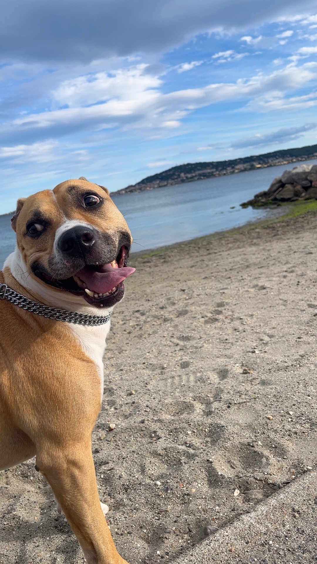 Scooby participe au concours pour gagner de l'argent avec cette photo : dog, beach, sand, water, sky, clouds, happy, tongue_out, collar, pet, animal, outdoor, nature, smiling, brown, white, canine, summer, daytime, landscape