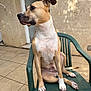 Scooby participe au concours pour gagner de l'argent avec cette photo : dog, sitting, green_chair, outdoor, patio, tile_floor, beige_wall, door, looking_away, canine, short_hair, domestic_animal, pet, paw, calm, attentive, daylight, shadow, plastic_chair, resting