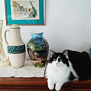 Sury participe au concours pour gagner de l'argent avec cette photo : animal, art, cabinet, cat, closet, cookware, cupboard, drawer, furniture, hardwood, jar, jug, painting, pet, pot, pottery, shelf, sideboard, vase, wood