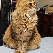 Sdf a rejoint le concours — aidez-le/la à gagner de superbes lots ! animal, bed, bedroom, cat, dresser, ears, fan, feline, fluffy, fur, furniture, ginger_cat, green_eyes, household, indoors, long_hair, pet, portrait, sitting, whiskers