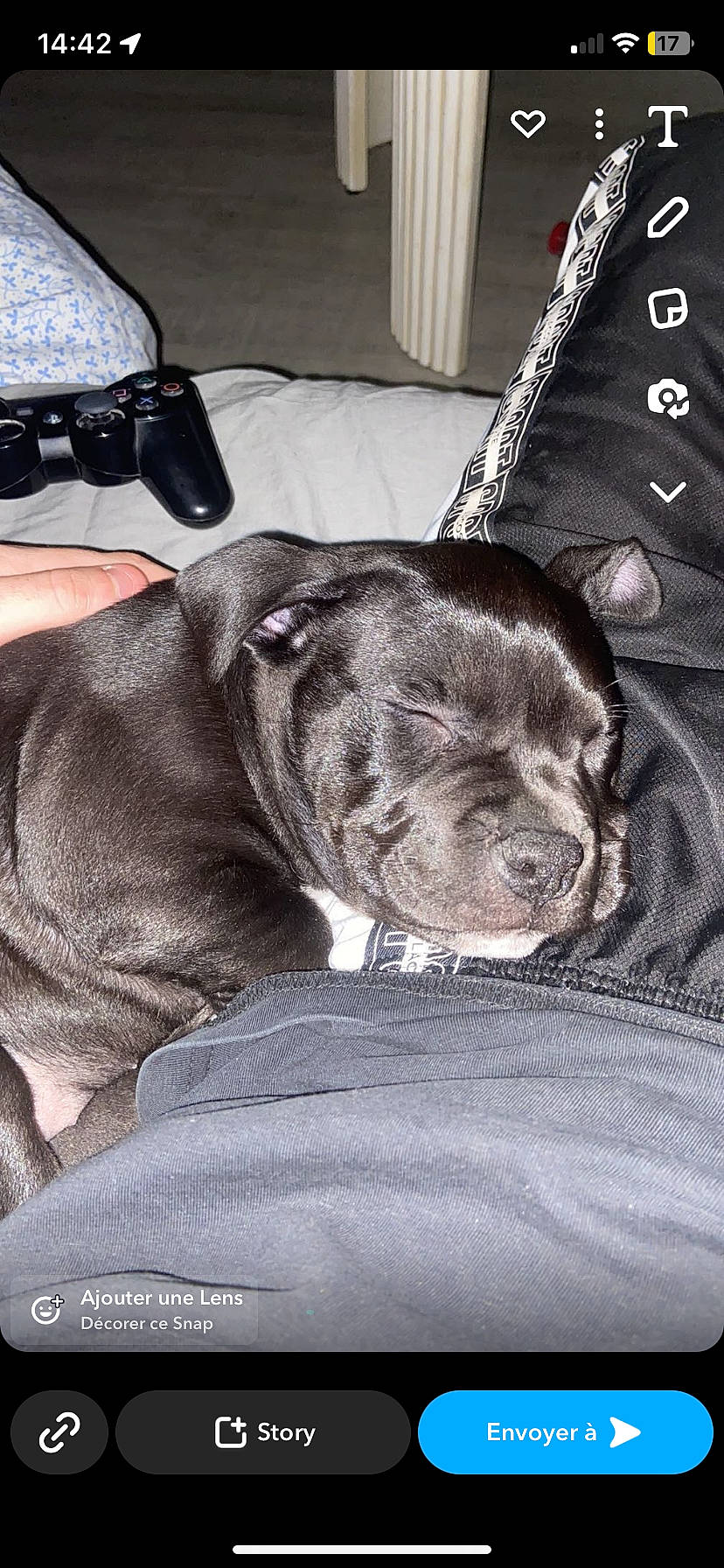 Vaïa participe au concours pour gagner de l'argent avec cette photo : camera, cameras_optics, canidae, carnivore, collar, comfort, companion_dog, dog, dog_breed, dog_collar, eyewear, fur, guard_dog, liver, single_lens_reflex_camera, snout, sporting_group, whiskers, working_animal, wrinkle