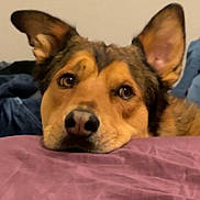 Bear joined the competition — help win amazing prizes! dog, pet, canine, portrait, close_up, pointy_ears, brown_fur, tan_fur, black_nose, brown_eyes, resting, lying_down, bed, blanket, pink_blanket, indoors, cozy, cute, adorable, animal