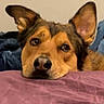 dog, pet, canine, portrait, close_up, pointy_ears, brown_fur, tan_fur, black_nose, brown_eyes, resting, lying_down, bed, blanket, pink_blanket, indoors, cozy, cute, adorable, animal