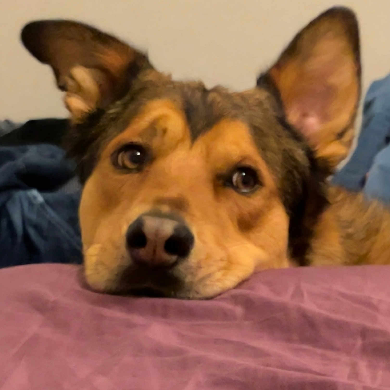 Bear joined the competition — help win amazing prizes! dog, pet, canine, portrait, close_up, pointy_ears, brown_fur, tan_fur, black_nose, brown_eyes, resting, lying_down, bed, blanket, pink_blanket, indoors, cozy, cute, adorable, animal