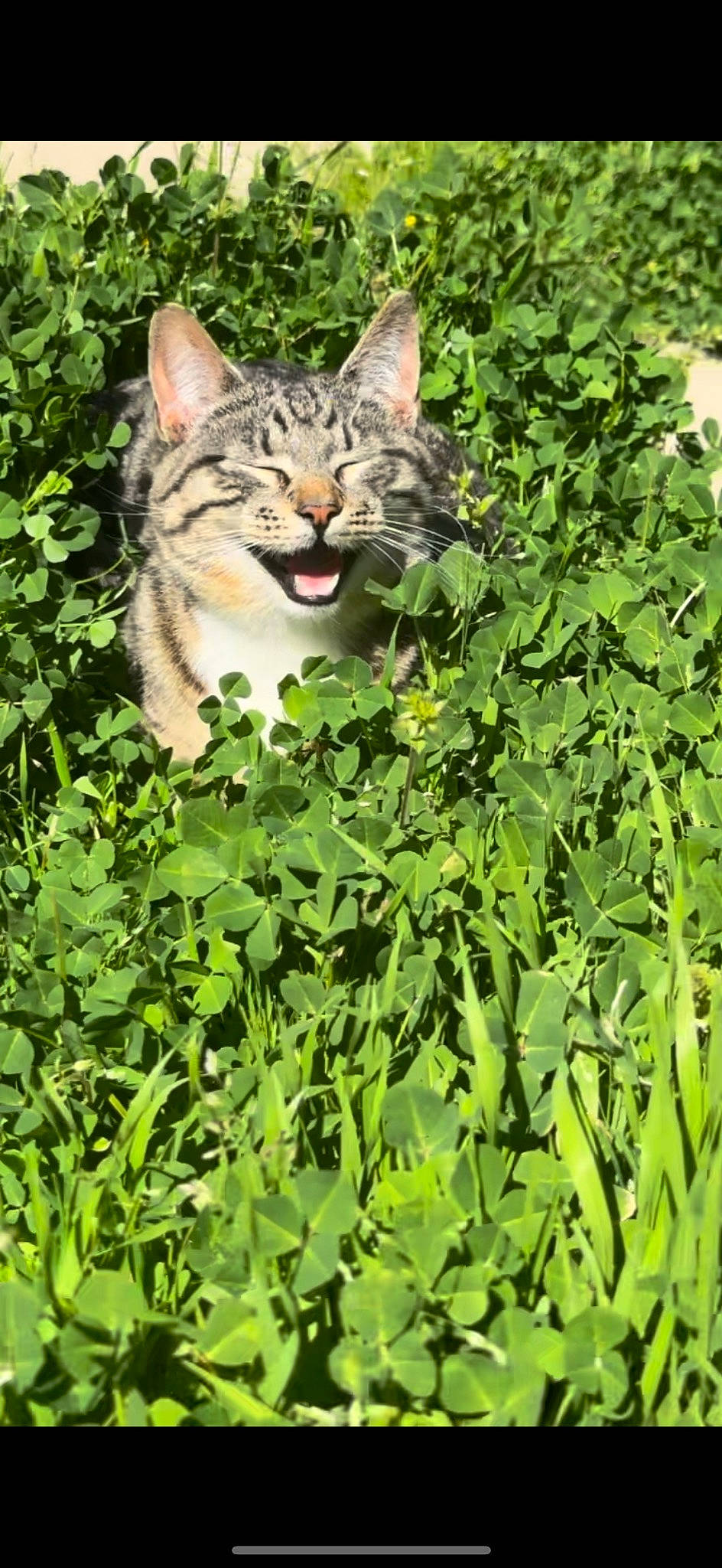 Gordo joined the competition — help win amazing prizes! carnivore, cat, domestic_short_haired_cat, felidae, fur, grass, groundcover, herb, herbaceous_plant, lynx, military_camouflage, organism, plant, shrub, small_to_medium_sized_cats, snout, tail, terrestrial_animal, whiskers, wildlife