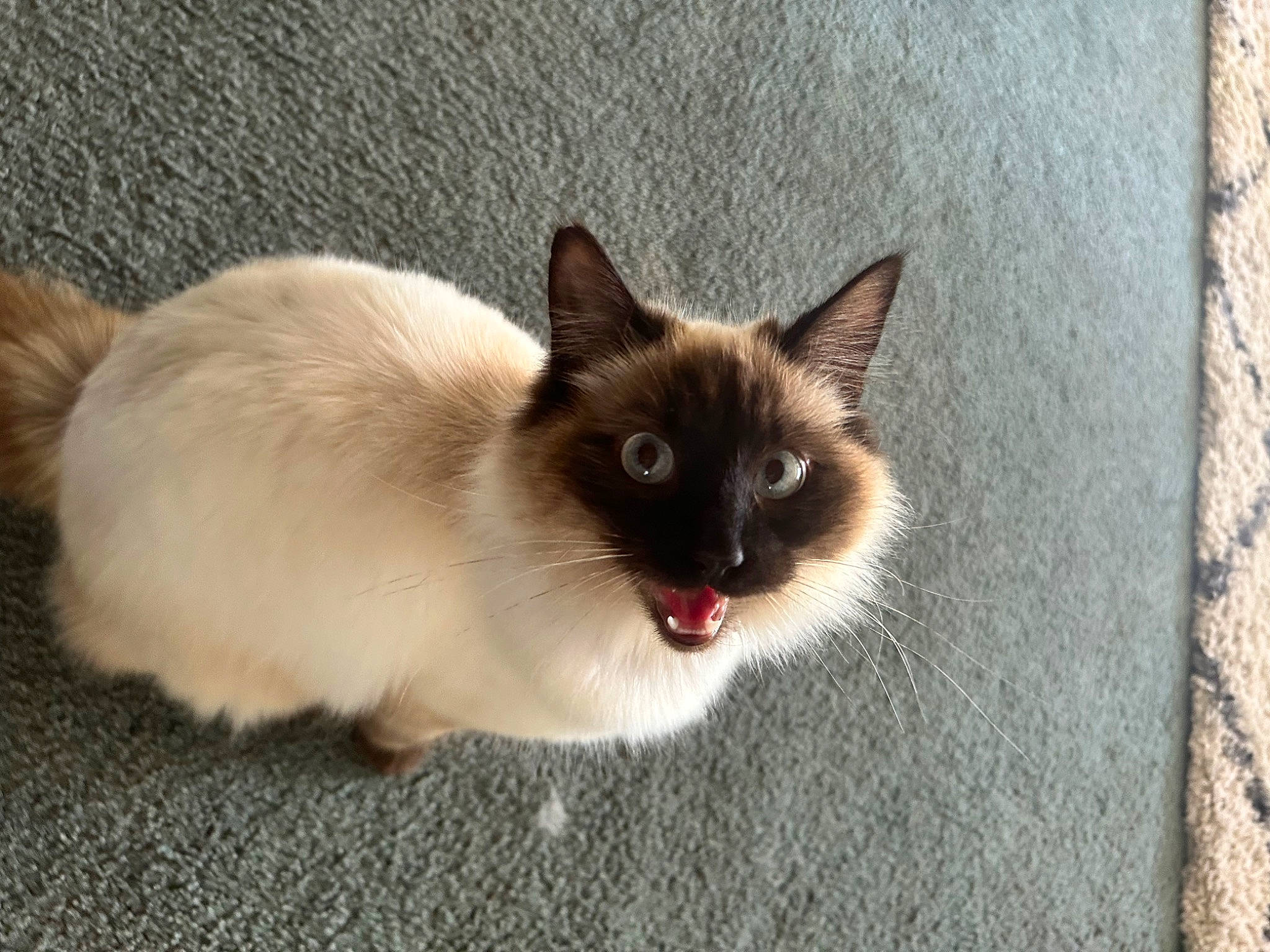 Mia is registered to the contest to win money with this photo: balinese, birman, carnivore, cat, eye, fawn, felidae, flooring, fur, paw, plant, siamese, small_to_medium_sized_cats, snout, tail, thai, whiskers