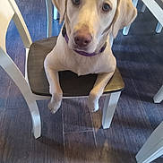 Echo is registered to the contest to win money with this photo: dog, labrador, chair, indoor, wooden_floor, pet, animal, canine, looking_at_camera, sitting, collar, domestic, furniture, household, floor, legs, cute, curious, brown_nose, ears