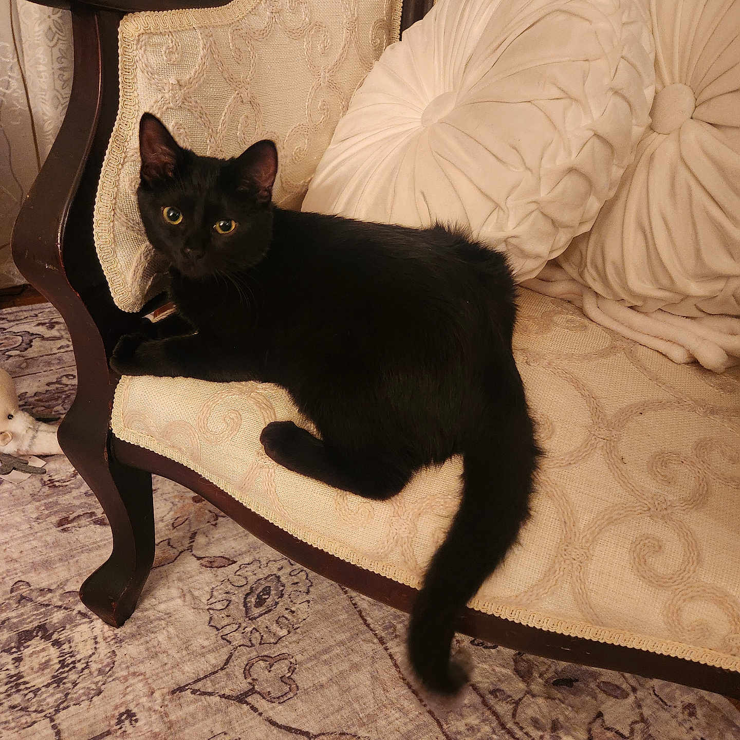 Salem joined the competition — help win amazing prizes! animal, architecture, armchair, blackcat, building, cat, chair, couch, cushion, furniture, hardwood, homedecor, indoors, interiordesign, kitten, livingroom, manx, pet, room, wood