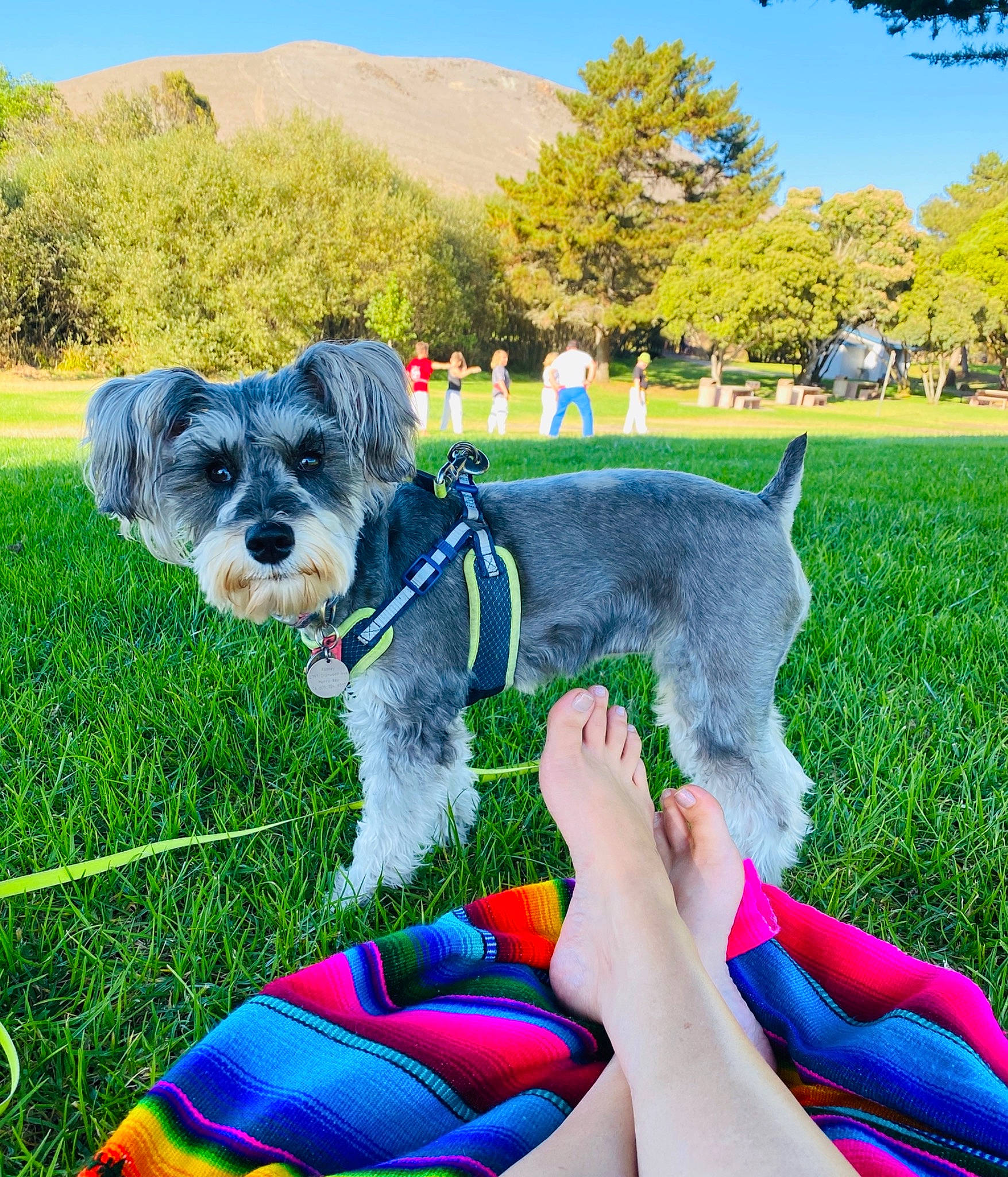 Loki Sage Flower joined the competition — help win amazing prizes! canidae, carnivore, collar, companion_dog, dog, dog_breed, dog_collar, dog_supply, foot, miniature_schnauzer, pet_supply, schnauzer, slipper, snout, sporting_group, standard_schnauzer, terrier, toe, toy_dog, working_animal