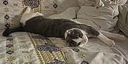Chouchou a rejoint le concours — aidez-le/la à gagner de superbes lots ! cat, gray_and_white_cat, bedspread, patterned_fabric, gold_and_blue, sleeping_area, indoor, pet, feline, resting, curious_look, fur, whiskers, ears, tail, paws, home, cozy, blanket, soft_lighting