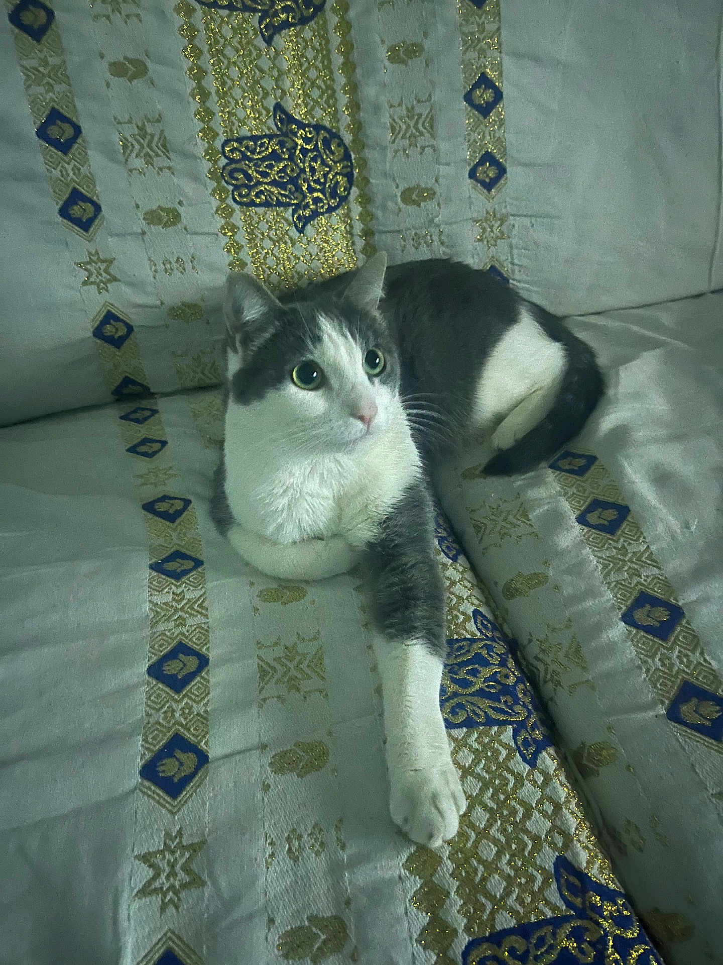 Chouchou a rejoint le concours — aidez-le/la à gagner de superbes lots ! cat, gray_and_white, lying_down, fabric, patterned_cloth, gold_design, blue_design, indoor, pet, feline, whiskers, curious, relaxed, paw, tail, eyes, ears, soft_texture, domestic_animal, resting
