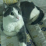 Chouchou participe au concours pour gagner de l'argent avec cette photo : animal, blue, cat, cozy, curious, decorative, ears, eyes, fabric, fur, gold, gray_and_white, indoor, patterned, paw, pet, relaxed, sitting, tail, whiskers