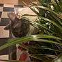 cat, plant, indoor, blur, green, leaf, pet, curious, feline, checkered_floor, furniture, background, closeup, animal, domestic, home, nature, leafy, whiskers, ears