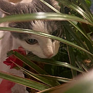 Chouchou participe au concours pour gagner de l'argent avec cette photo : cat, plant, greenery, houseplant, curious, pet, indoor, feline, closeup, leaves, whiskers, fur, eyes, nature, home, exploration, animal, blurred_background, portrait, cozy