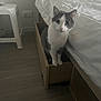 Chouchou a rejoint le concours — aidez-le/la à gagner de superbes lots ! cat, drawer, bed, bedding, floor, wooden_furniture, white, indoor, curious, pet, animal, feline, room, flooring, side_table, home, cozy, looking, sitting, soft_light