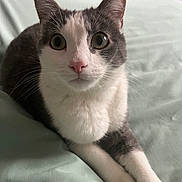 Chouchou participe au concours pour gagner de l'argent avec cette photo : cat, animal, pet, feline, gray, white, whiskers, ears, eyes, nose, paws, bed, blanket, indoor, cute, curious, fur, portrait, resting, domestic