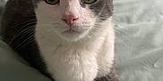 Chouchou participe au concours pour gagner de l'argent avec cette photo : cat, animal, pet, feline, gray, white, whiskers, ears, eyes, nose, paws, bed, blanket, indoor, cute, curious, fur, portrait, resting, domestic
