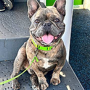 Gordo joined the competition — help win amazing prizes! dog, french_bulldog, pet, animal, sitting, leash, collar, tongue_out, happy, cute, ears_up, outdoor, metal_surface, person_legs, shoes, daylight, playground, smiling, brindle_coat, canine