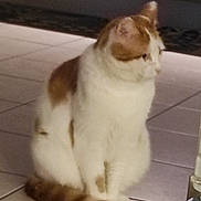 Picasso a rejoint le concours — aidez-le/la à gagner de superbes lots ! cat, orange, white, fur, sitting, tile_floor, pet, indoor, animal, calm, feline, tail, ears, whiskers, quiet, household, cute, domestic, mammal, side_view