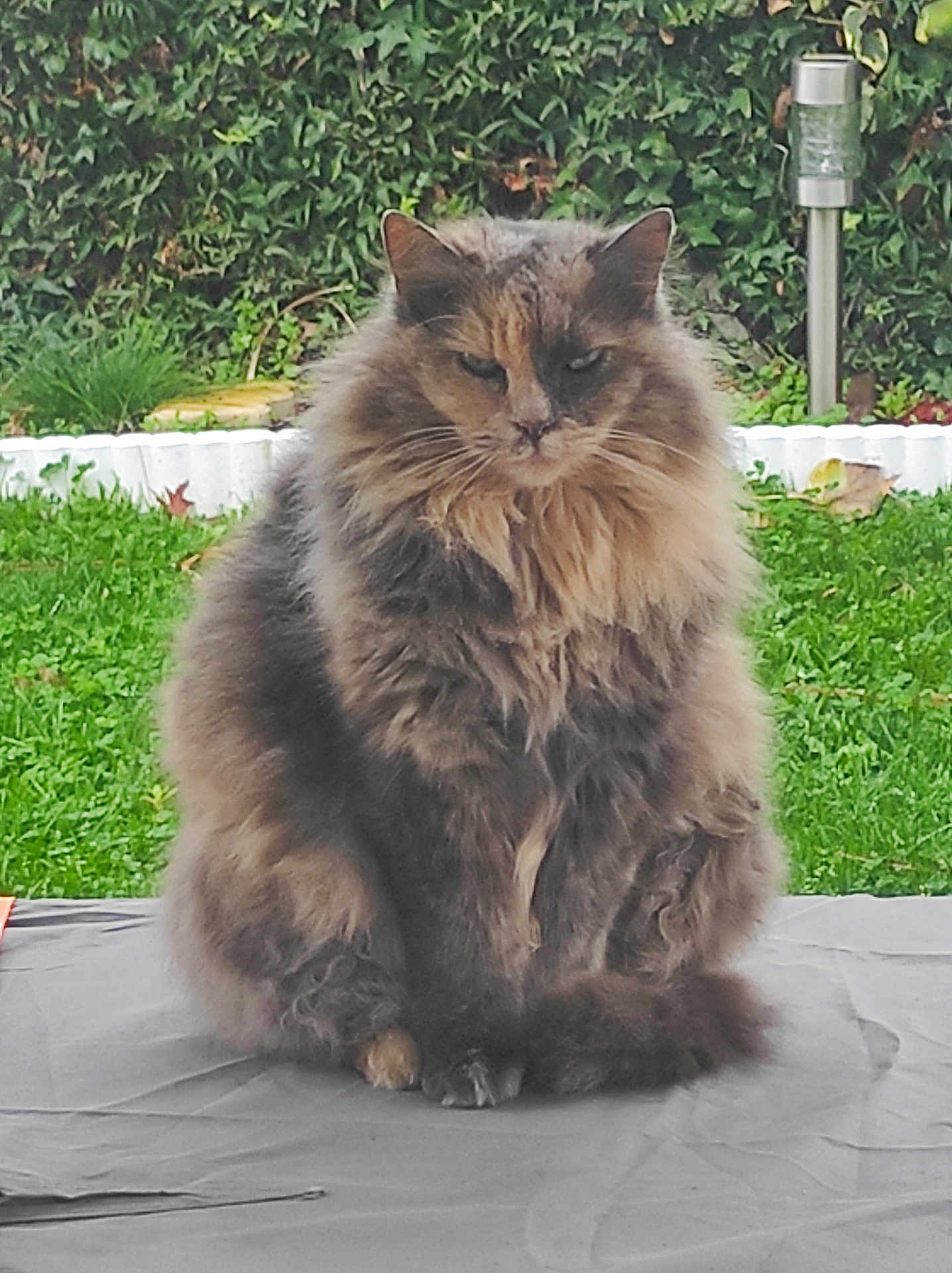 Grenadine a rejoint le concours — aidez-le/la à gagner de superbes lots ! cat, fluffy, sitting, outdoor, greenery, garden, hedge, fur, pet, animal, solitary, nature, mammal, domestic, whiskers, ears, tail, relaxed, gray, brown