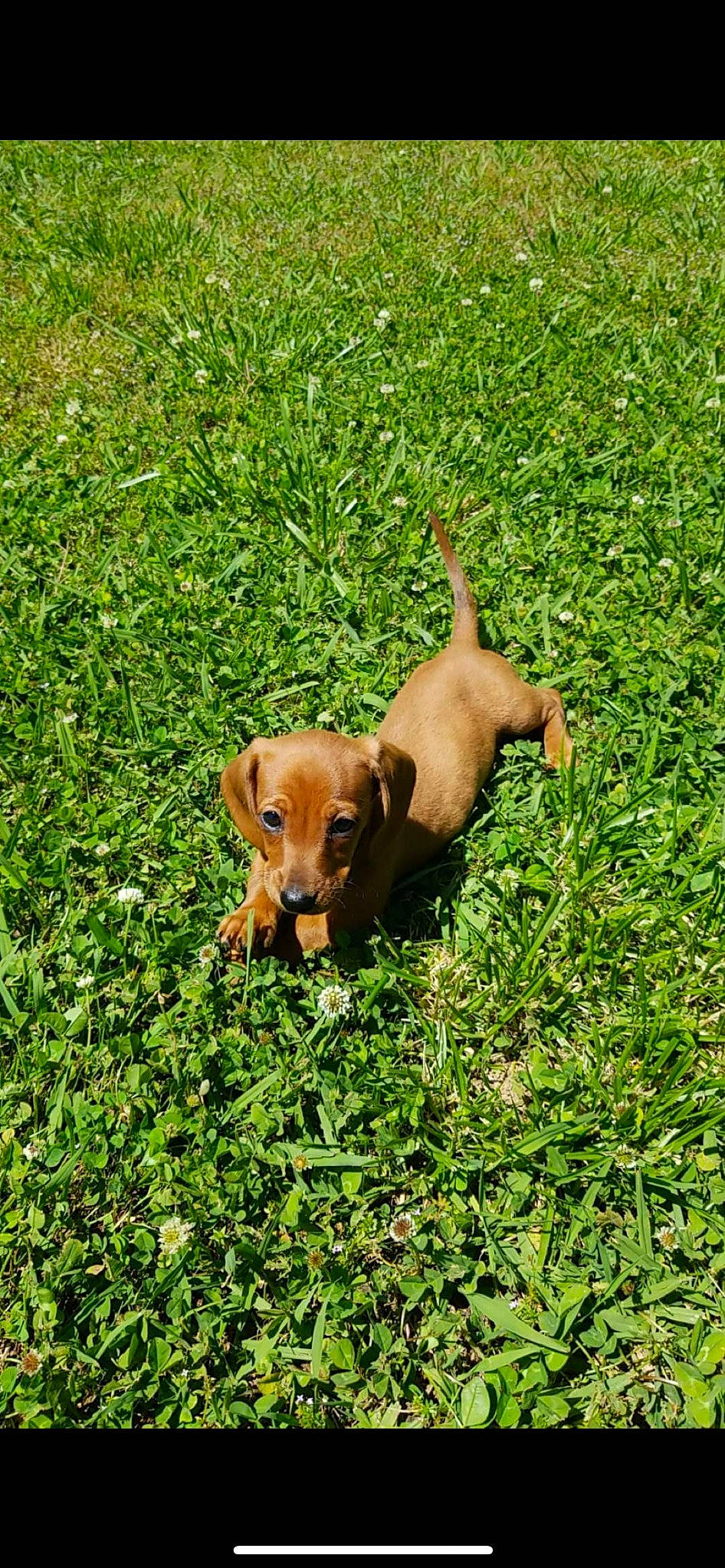 Minnie joined the competition — help win amazing prizes! canidae, carnivore, companion_dog, dog, dog_breed, field, grass, grassland, groundcover, lawn, pasture, plant, puppy, snout, sporting_group, tail, terrestrial_animal, toy, toy_dog, working_animal