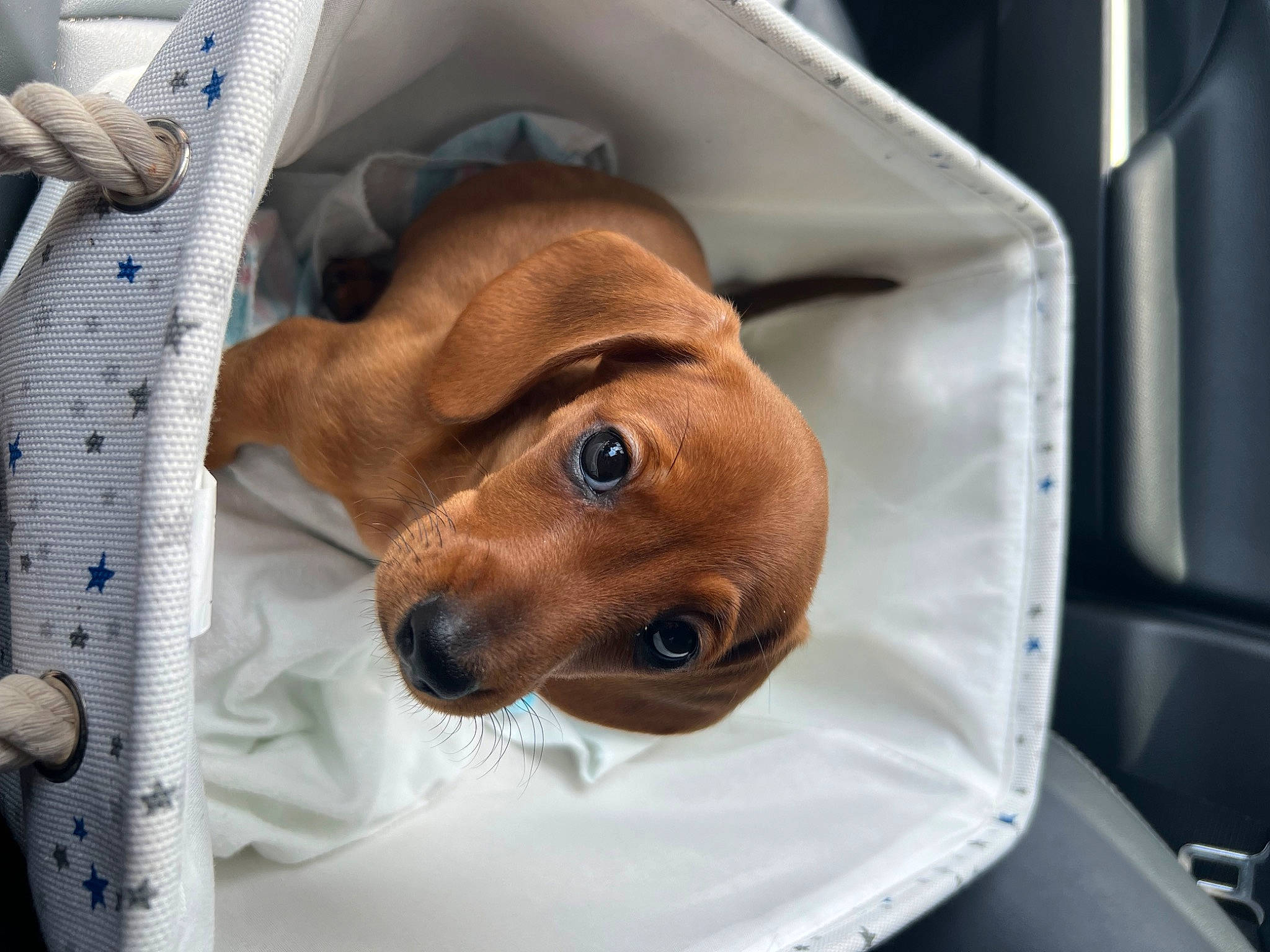 Minnie joined the competition — help win amazing prizes! carnivore, comfort, companion_dog, dog, dog_bed, dog_breed, dog_supply, fawn, kitchen_utensil, linens, liver, pet_supply, snout, whiskers, working_animal