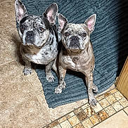 Sophia Axel is registered to the contest to win money with this photo: dogs, french_bulldogs, pets, animals, canines, two_dogs, sitting, indoors, rug, tiled_floor, large_ears, wrinkled_faces, short_coats, brindle_coat, black_and_white_dog, brown_dog, looking_at_camera, portrait, home, floor