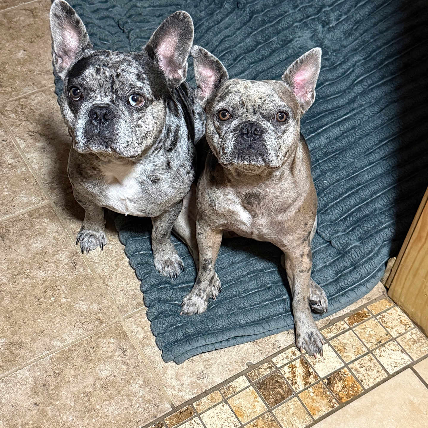 Sophia Axel is registered to the contest to win money with this photo: dogs, french_bulldogs, pets, animals, canines, two_dogs, sitting, indoors, rug, tiled_floor, large_ears, wrinkled_faces, short_coats, brindle_coat, black_and_white_dog, brown_dog, looking_at_camera, portrait, home, floor