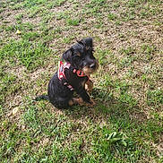 Bonnie a rejoint le concours — aidez-le/la à gagner de superbes lots ! animal, black_and_tan, brown_markings, dog, facial_hair, fallen_leaves, floppy_ears, grass, ground, harness, lawn, outdoor, pet, pink_harness, portrait, puppy, scruffy, sitting, small_dog, sunlight
