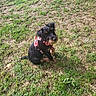 animal, black_and_tan, brown_markings, dog, facial_hair, fallen_leaves, floppy_ears, grass, ground, harness, lawn, outdoor, pet, pink_harness, portrait, puppy, scruffy, sitting, small_dog, sunlight