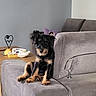 Bonnie a rejoint le concours — aidez-le/la à gagner de superbes lots ! black_and_tan, black_fur, brown_fur, couch, dog, fluffy, furniture, heart_decoration, home_decor, indoor, living_room, pet, pointed_ears, portrait, puppy, scruffy, sitting, small_dog, sofa, table