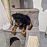 animal, black_and_tan, cat_tree, cute, dog, floppy_ears, gray, home, indoor, lying_down, pet, pet_furniture, plush, portrait, puppy, scratching_post, sitting, tile_floor, toy, young_dog