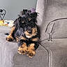 Bonnie participe au concours pour gagner de l'argent avec cette photo : adorable, animal, black_and_tan, brown_markings, couch, dark_fur, dog, fluffy, furniture, home, indoor, long_hair, lying_down, paws, pet, portrait, puppy, sitting, small_dog, sofa