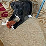 Ares is registered to the contest to win money with this photo: puppy, dog, black_dog, white_paws, toy, plush_toy, carpet, floor, indoor, pet, animal, cute, young_dog, looking, lying_down, furniture_leg, patterned_carpet, brown, black, white