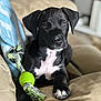 Ares is registered to the contest to win money with this photo: animal, beige_couch, black_dog, canine, close_up, couch, cute, dog, furniture, green_toy, indoor, looking, paw, pet, puppy, relaxed, resting, rope_toy, white_patches, young_dog