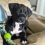 Ares joined the competition — help win amazing prizes! animal, beige, black, closeup, companion, couch, cute, dog, floppy_ears, furniture, indoor, paw, pet, playful, puppy, relaxed, rope_toy, soft_focus, white_patch, young
